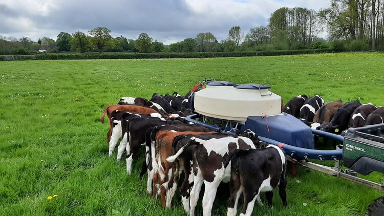 Kälbertaxi im Projekt Nefertiti